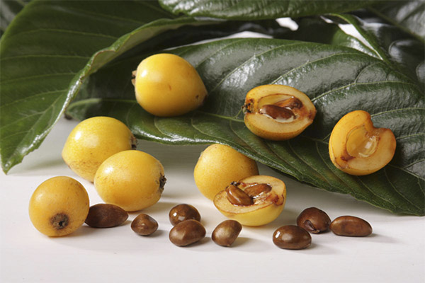 Useful properties of medlar nuts