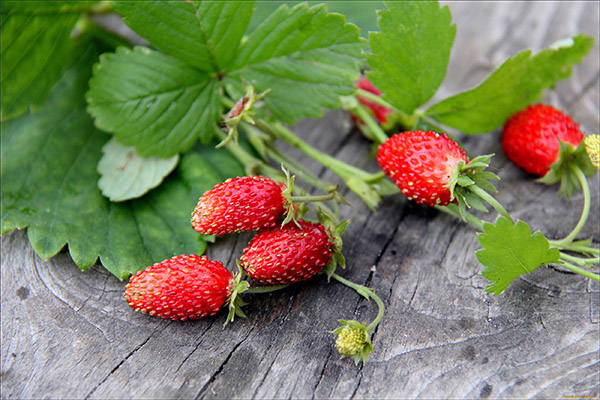 Nützliche Eigenschaften von Erdbeeren