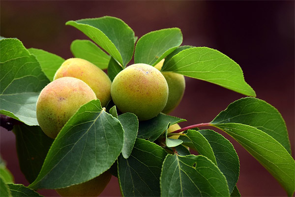 Benefits and uses of apricot leaves