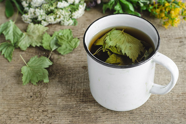 Les bienfaits et les méfaits du thé aux feuilles de groseille