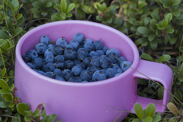 Fordele og ulemper ved blåbær