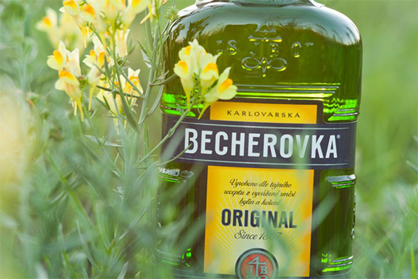 The benefits and harms of herbal balm Becherovka
