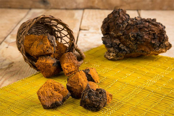 Kinds of medicinal compositions with chaga