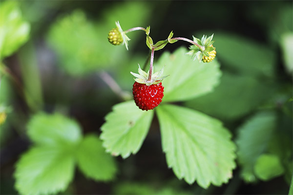 Strawberries in medicine