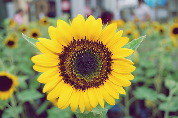 Interessante Fakten über Sonnenblumen