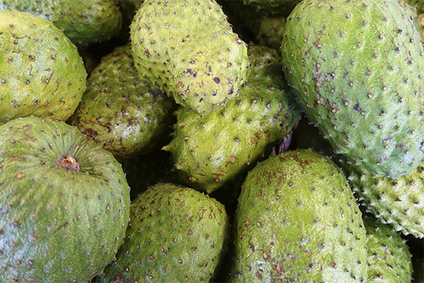 Auswahl und Lagerung der Guanabana-Frucht