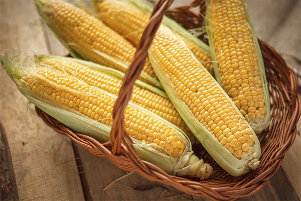 Ako vybrať a skladovať kukuricu