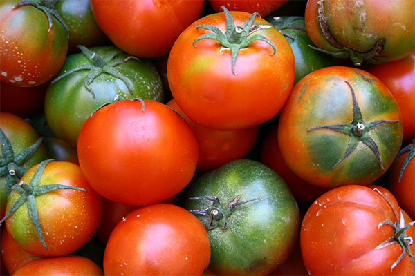 Jak vybrat a skladovat rajčata