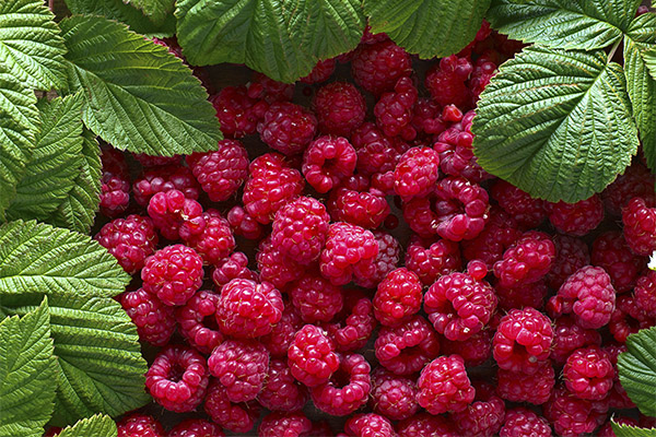How to choose a raspberry jam