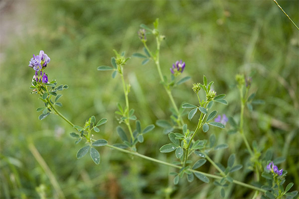 How to grow alfalfa