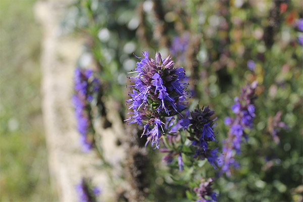 How to grow hyssop from seeds