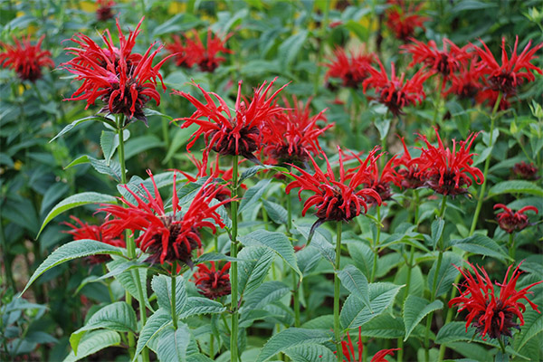 When to pick and how to dry monarda
