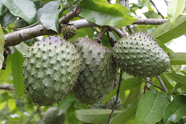 Therapeutic properties of the guanabana fruit