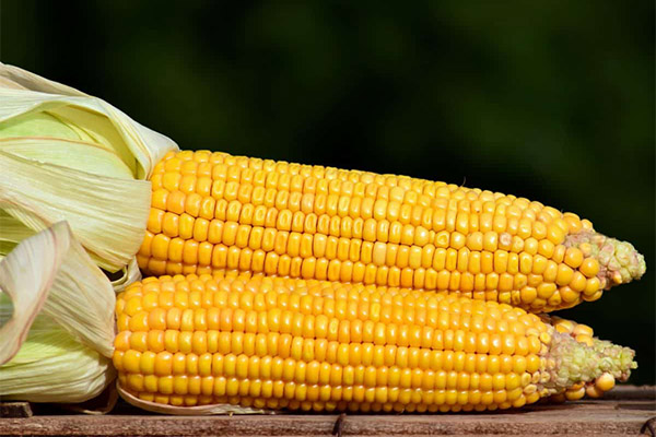 Kann man Mais an Tiere verfüttern?