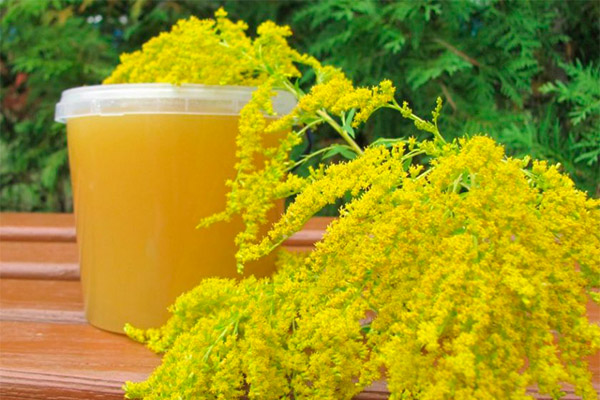 Useful properties of honey from milkcress