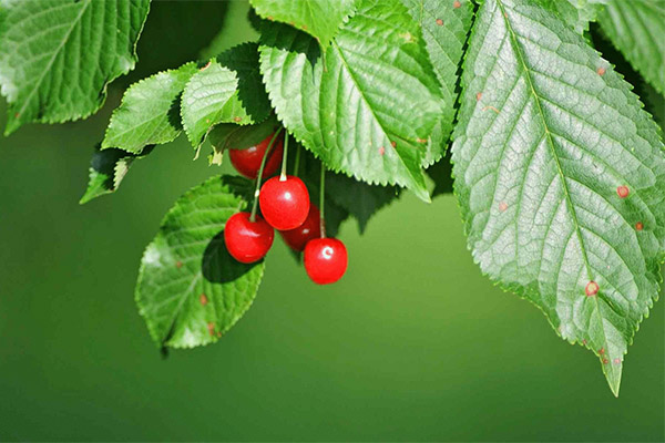 Cherry Leaf Fordele og skadevirkninger