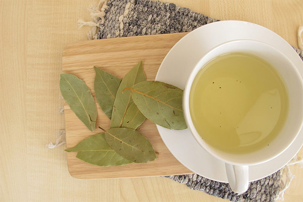 The benefits and harms of decoction bay leaf