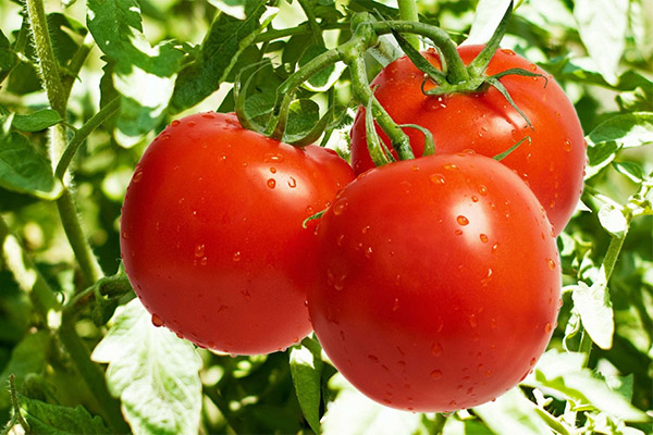 Medical tomatoes