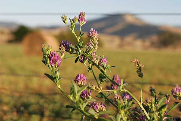 Die Verwendung von Alfalfa in der traditionellen Medizin
