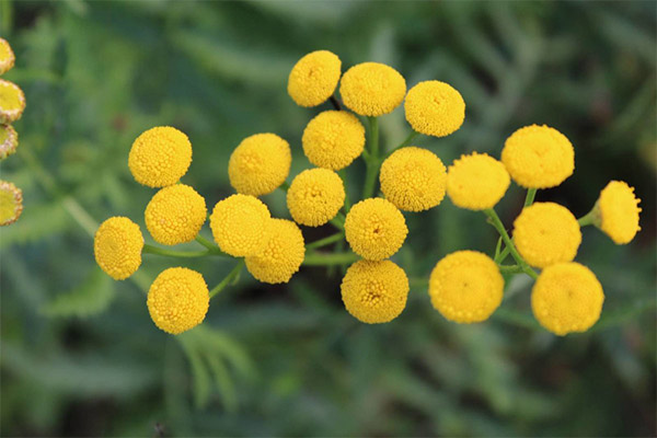 Cosmetic Uses of Tansy