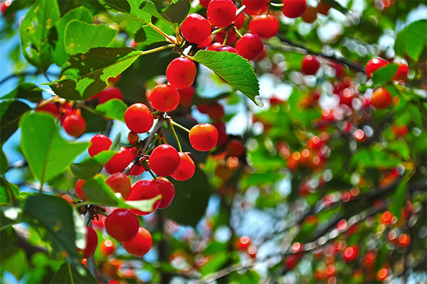 Opskrifter på traditionel medicin med Cherry