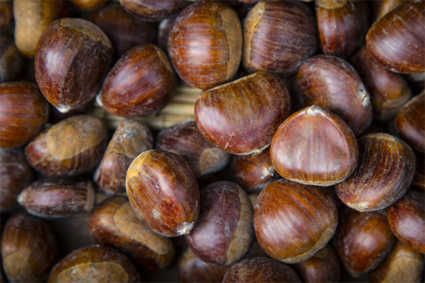 What is the usefulness of edible chestnut