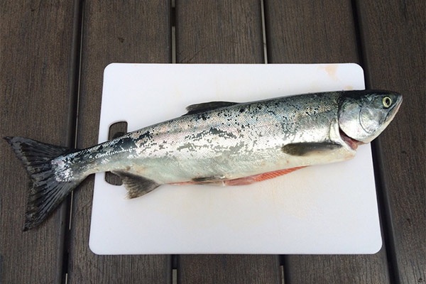 Quels sont les avantages du saumon rose ?