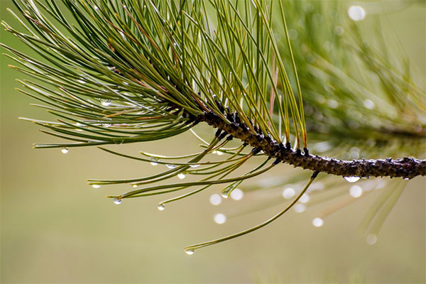 Pine needles in folk medicine