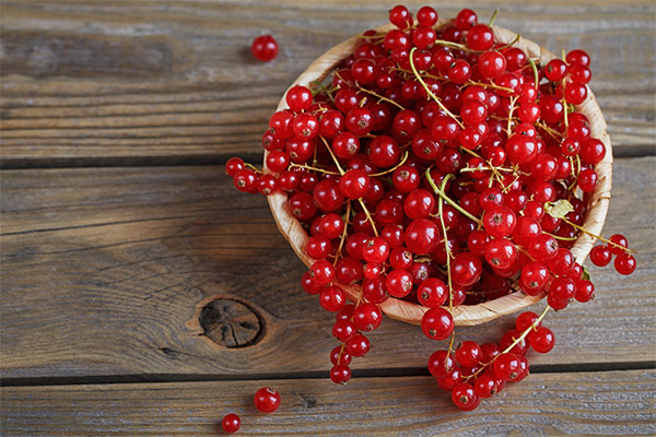 Interesting facts about red currant
