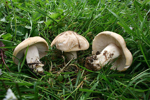 Zajímavosti o houbě jeřábu obecném