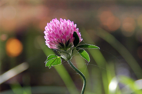 Usage of red clover in dermatology and cosmetology
