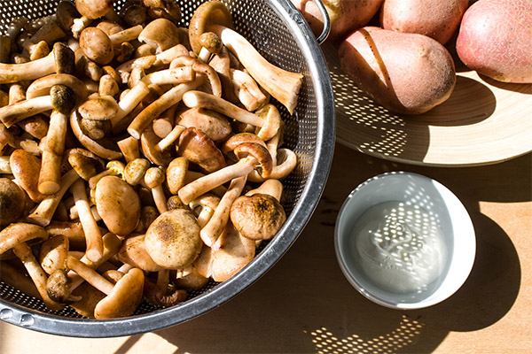 Wie man Pilze kocht