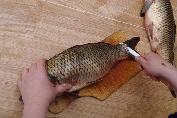 How to properly clean crucian carp