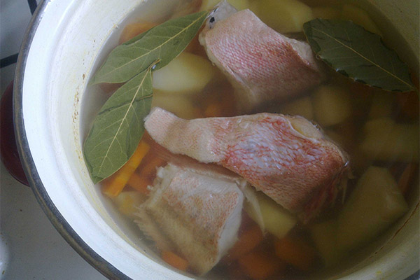 Sådan tilberedes aborre suppe
