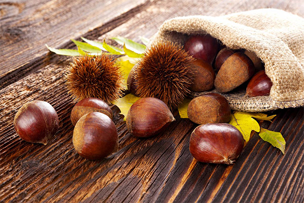 How to Choose and Store an Edible Chestnut