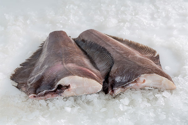 How to choose and keep halibut