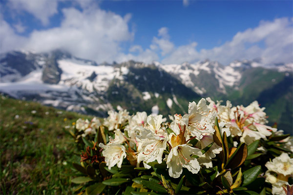 Kaukasischer Rhododendron in der Volksmedizin