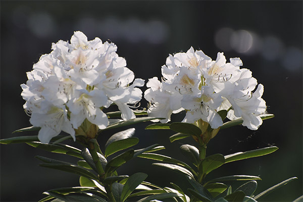 rhododendron caucasien