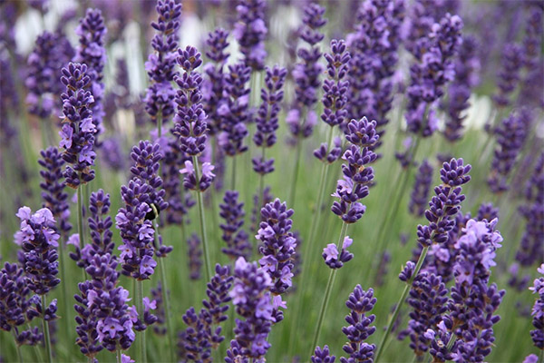 Lavender in cooking