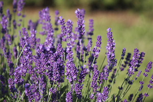 Lavender in traditional medicine