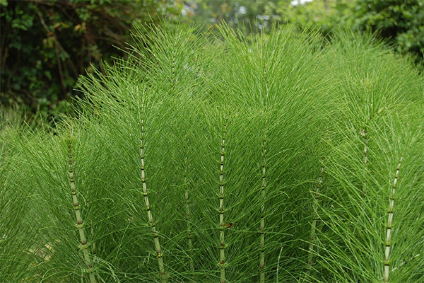 Therapeutic properties of horsetail
