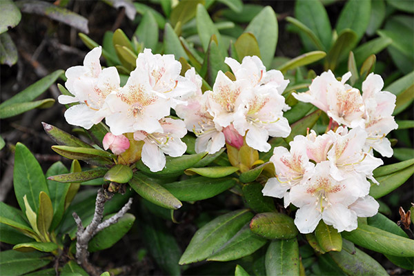 Propriétés thérapeutiques du rhododendron caucasien