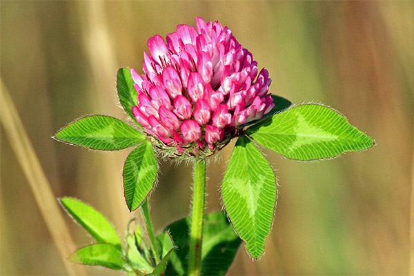 Therapeutic properties of red clover