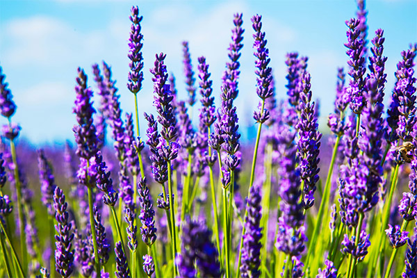 Therapeutische Eigenschaften von Lavendel