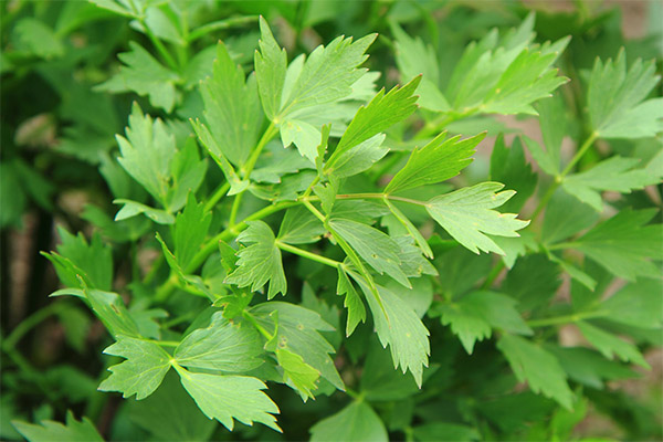 Therapeutic properties of lovage