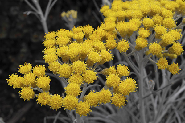 Therapeutic properties of immortelle