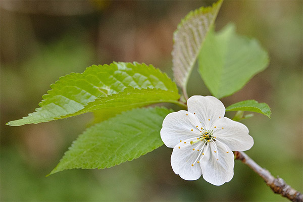 Kirsebærblade i traditionel medicin