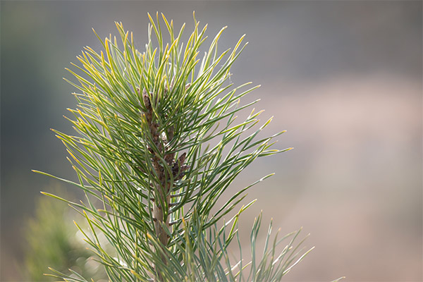 Useful properties of pine needles