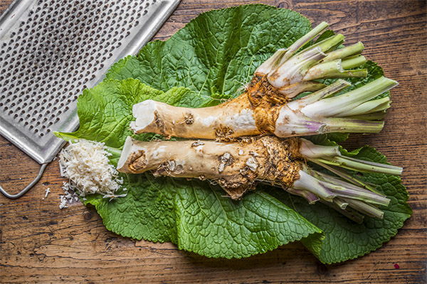 Useful properties of horseradish leaves