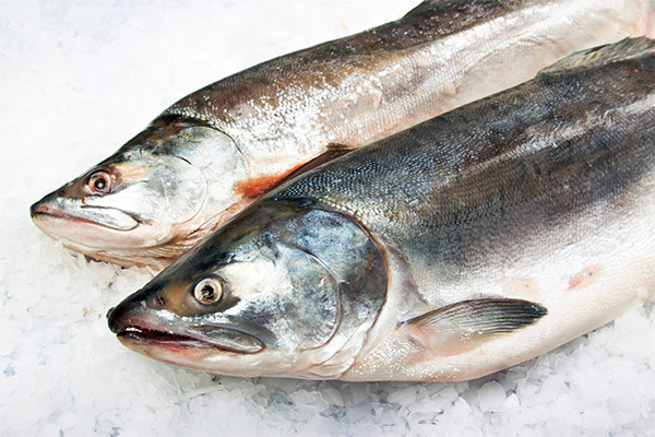 The benefits and harms of pink salmon